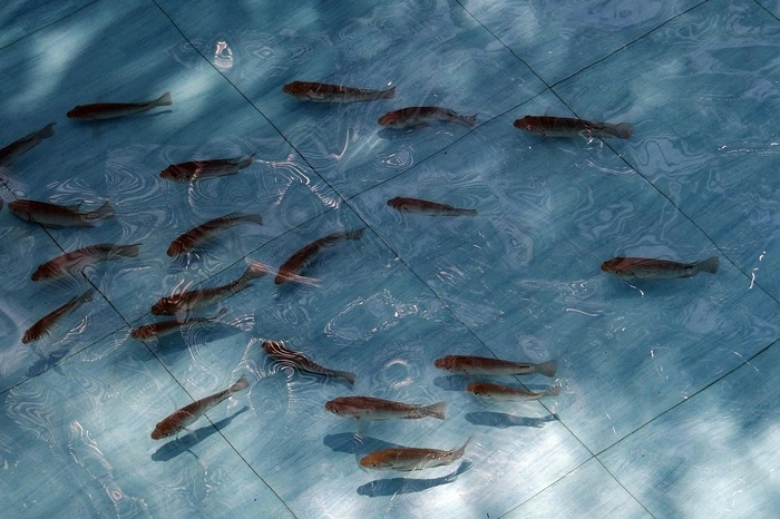 В Екатеринбурге вырастят десятки тысяч икринок дорогой рыбы