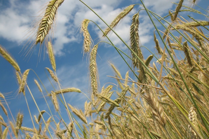 Российская пшеница стала дороже нефти: всё благодаря мировой пандемии