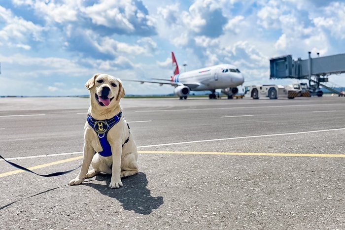 В аэропорту Кольцова занялись тренировкой важного сотрудника (ФОТО)