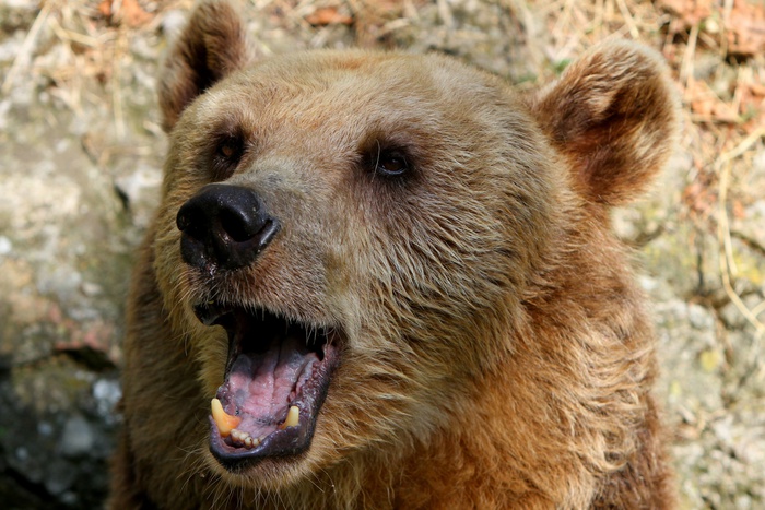 Житель Сахалинской области предстанет перед судом за издевательства над медведем