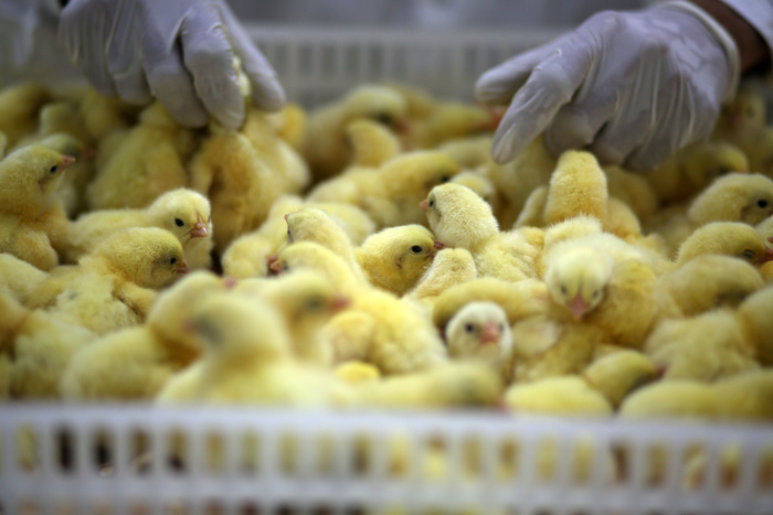 Перепроизводство привело к падению цен на курятину в российских магазинах