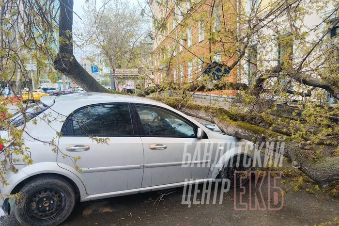 На Хохрякова дерево рухнуло на автомобиль