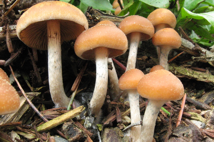 Псилоцибиновые грибы победили депрессию