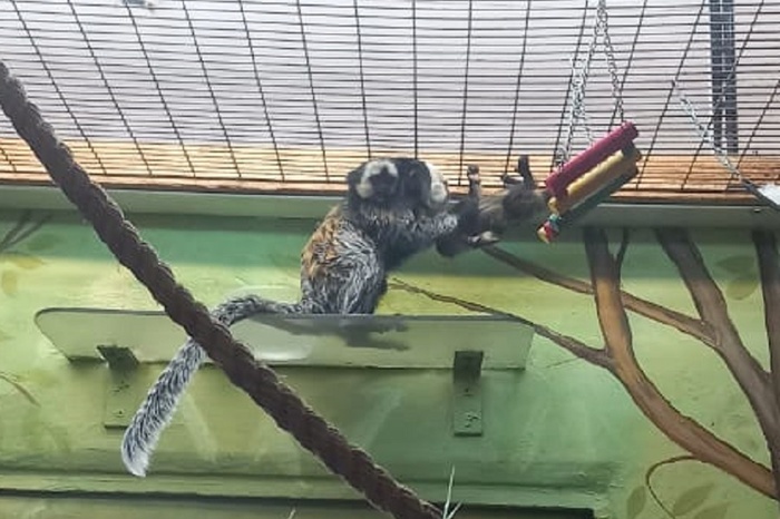 В Екатеринбурге у Рона и Гермионы родился Гарри