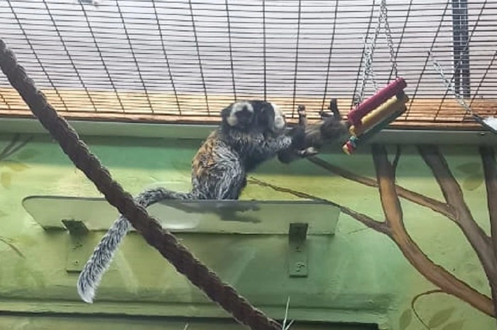 В Екатеринбурге у Рона и Гермионы родился Гарри