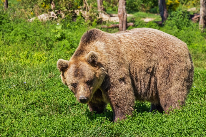 В Свердловской области застрелили медведя, облюбовавшего городское кладбище