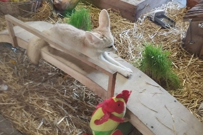 В Екатеринбургском зоопарке появился новый обитатель