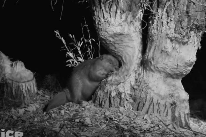 Бобры начали возводить плотину на берегу реки Миасс