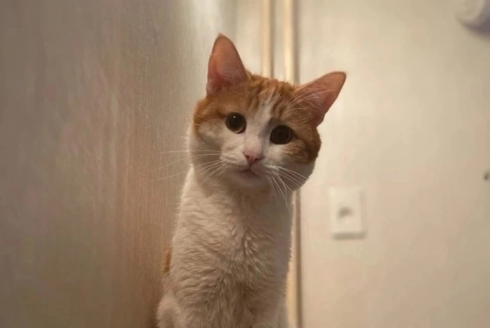 СК прекратил дело проводницы из Екатеринбурга, возбужденное после смерти кота Твикса