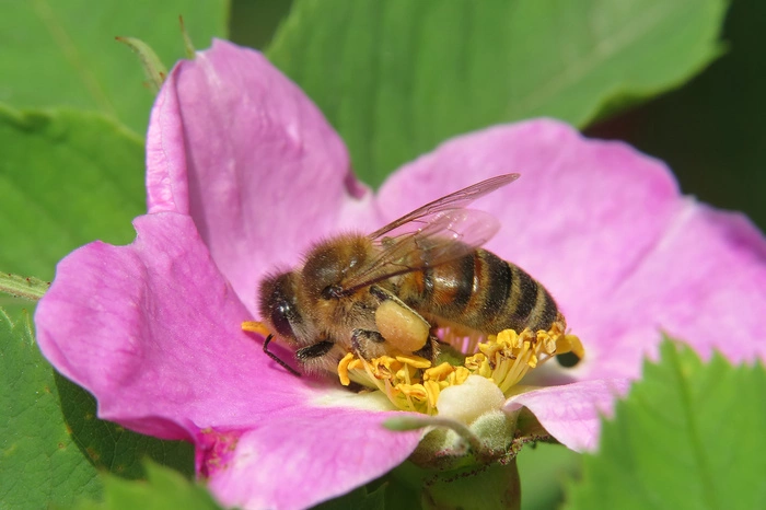 Медовый стартап из Малого Турыша собирается расширить производство