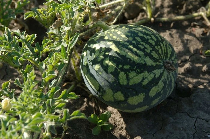 В Екатеринбурге арбузы и дыни отравлены нитратами