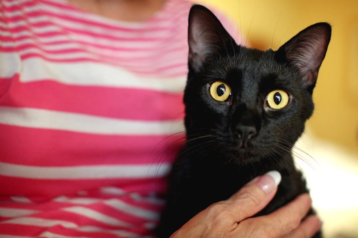 В Нижнем Тагиле в квартире оставили без еды 23 кошки. Животные ели друг друга