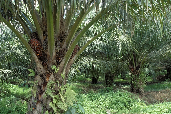 Импорт пальмового масла в Россию за 10 месяцев вырос на 25%