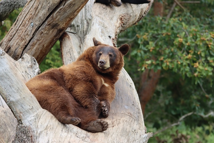 Раненный медведем охотник почти три недели ждал помощи в тайге (ФОТО)