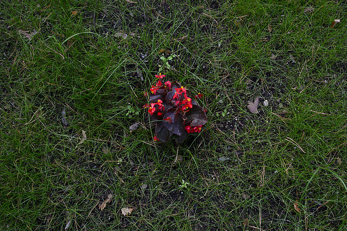 Названы растения, за которые свердловчан теперь будут штрафовать на огромные суммы