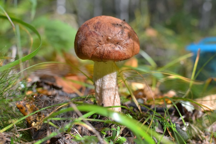 Екатеринбурженку, собиравшую грибы в лесу на трассе, укусило несколько клещей