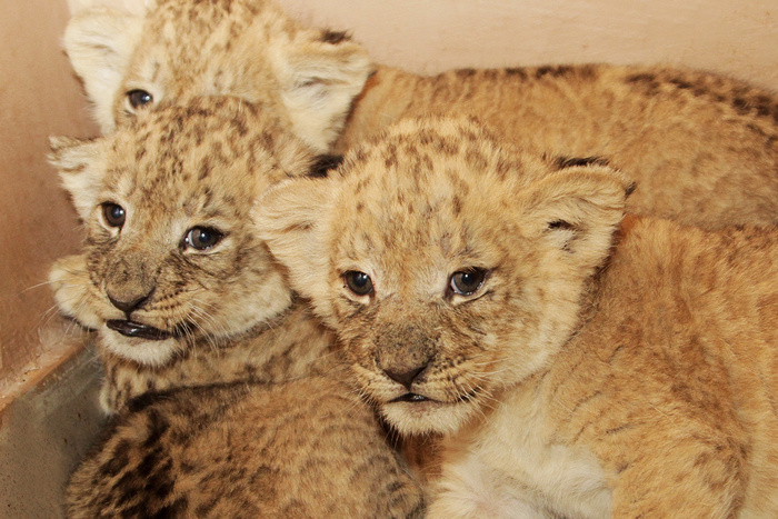 В екатеринбургском зоопарке родились африканские львята