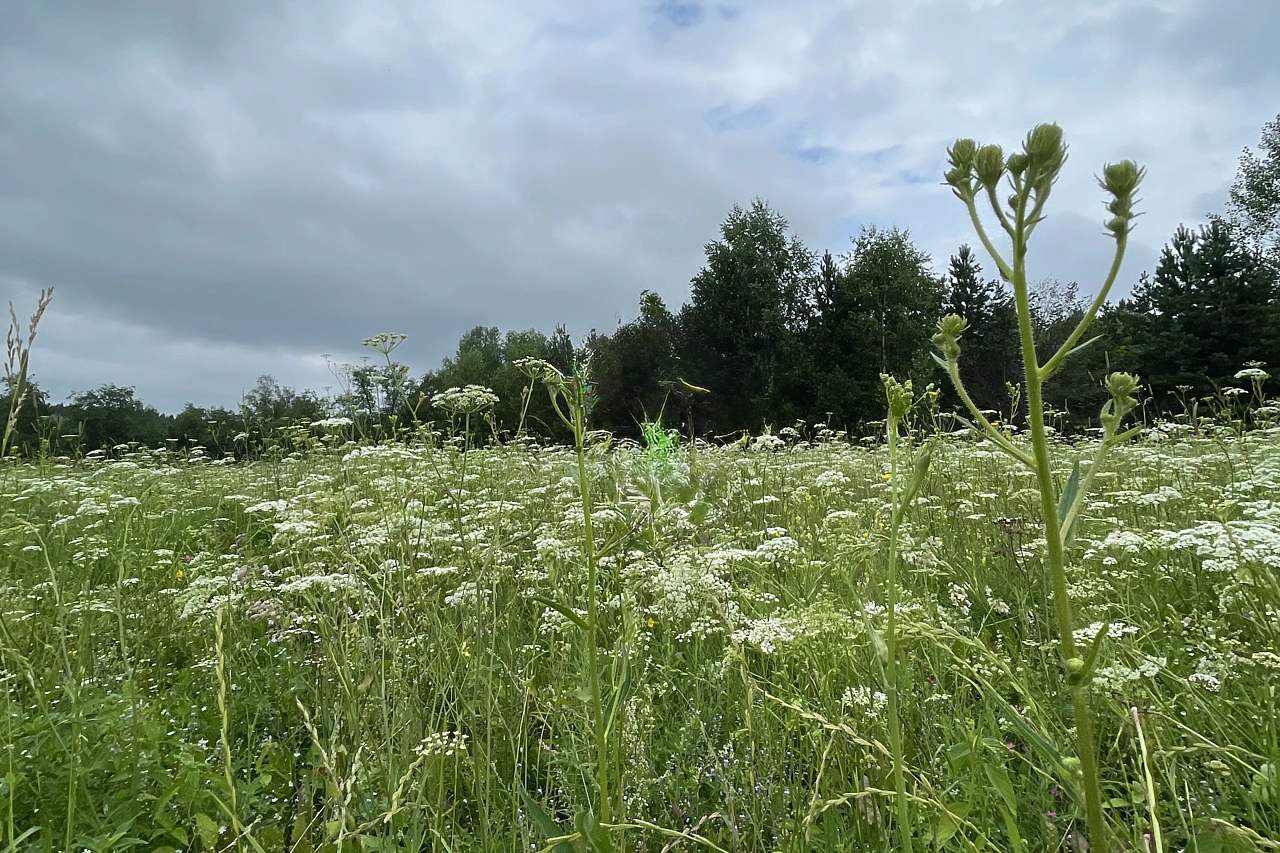 Названы растения, которые теперь нельзя выращивать в Свердловской области