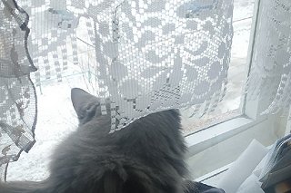 В Дегтярске объявлен сбор старого тюля для нужд фронта