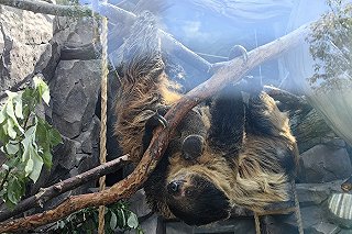 Ленивцы не поленились и размножились