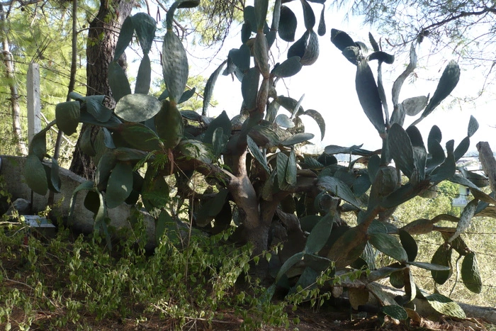 Российские туристы испортили 100-летние кактусы в ботаническом саду Ялты