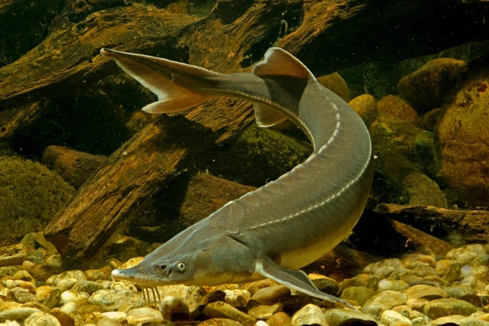 В Рефтинское водохранилище выпустили 70 тысяч маленьких рыбок