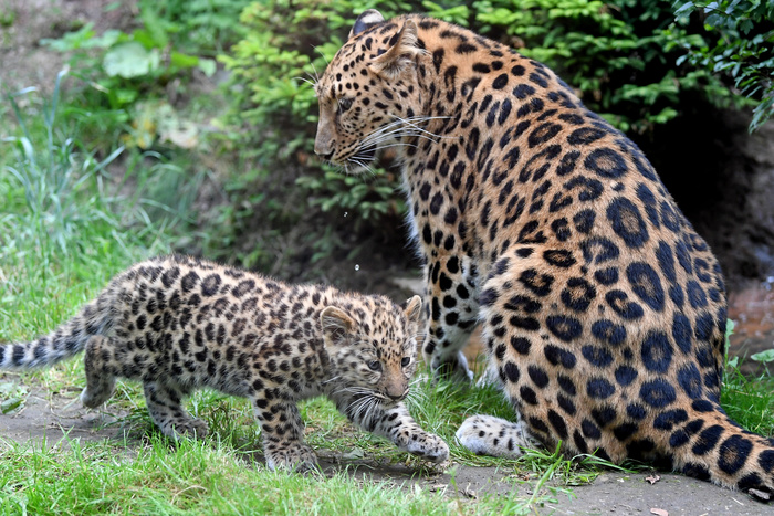 В контактном зоопарке в Саратове леопард напал на девочку