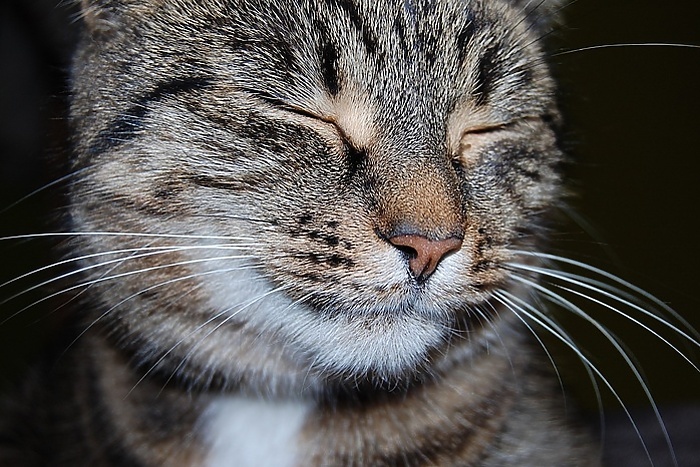 На Бали домашняя кошка спасла своих хозяев из Екатеринбурга, подравшись с ядовитой змеёй