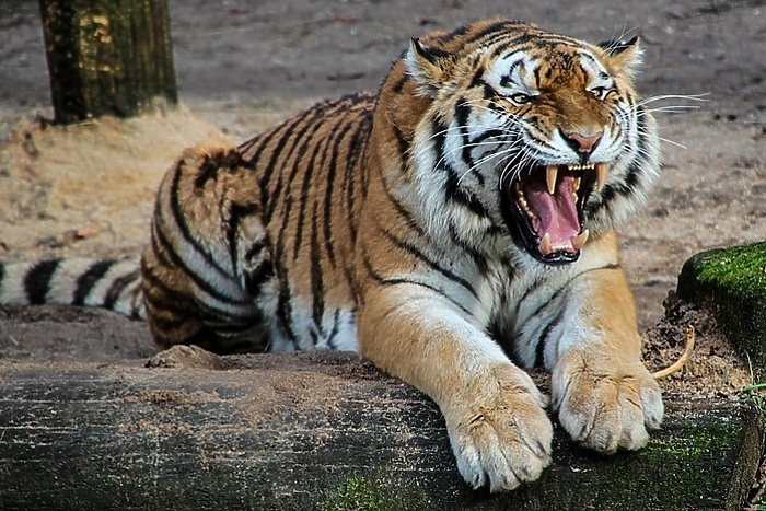 В Екатеринбургском зоопарке построят новый вольер