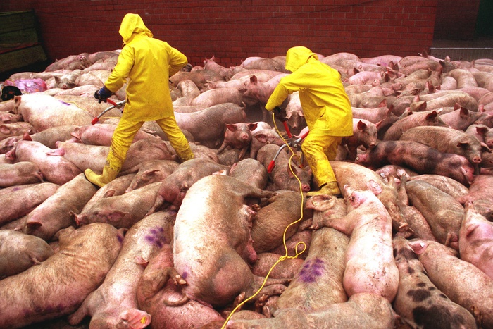 Африканская чума свиней в Екатеринбурге. Борьба продолжается