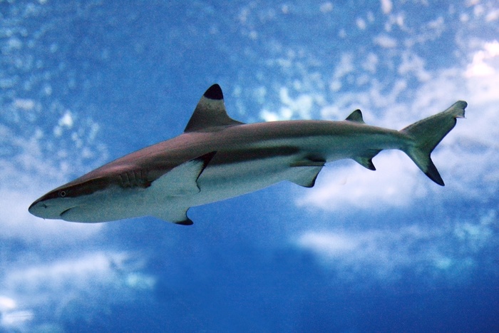 На тайском острове Пхукет акула напала на туриста