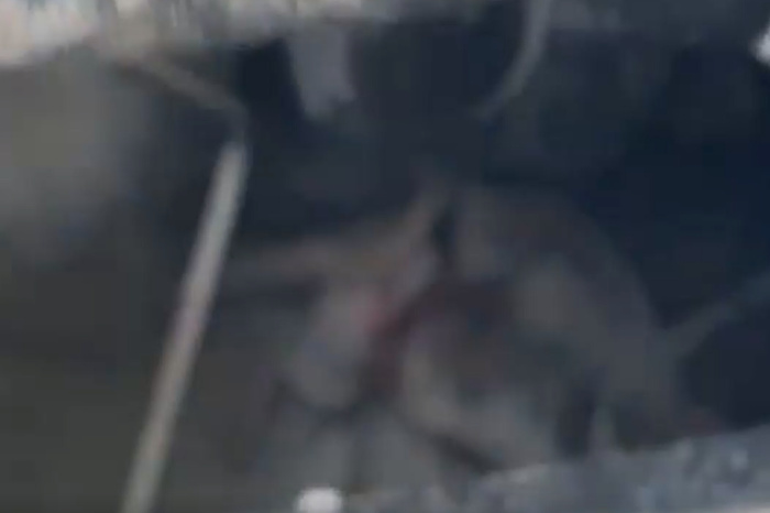 «Сыплются из контейнеров»: двор в центре Екатеринбурга заполонили крысы