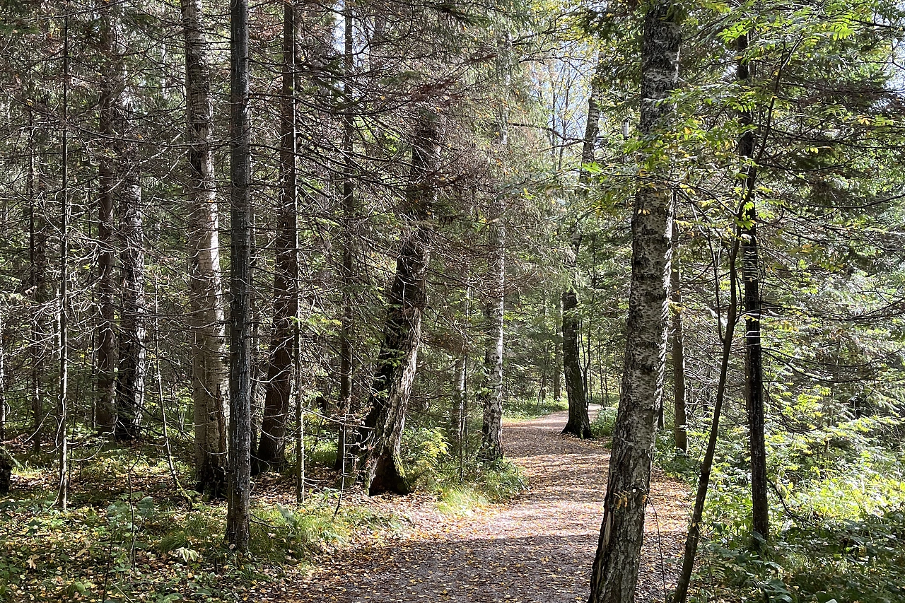 С сегодняшнего дня в Свердловской области начали действовать новые правила при посещении леса