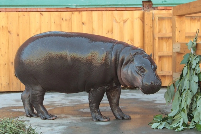 В екатеринбургском зоопарке выбрали «Зоомисс-2024»