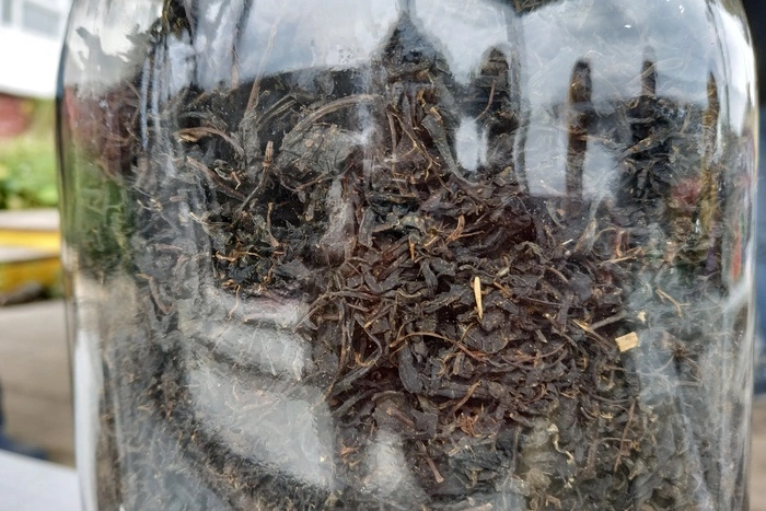 Фабрика по производству иван-чая по индийской технологии открывается на Урале