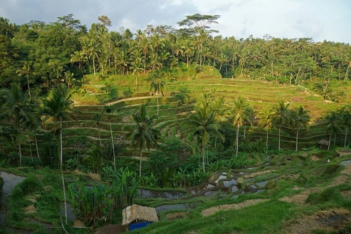 На Бали скучающие без туристов местные обезьяны начали терроризировать местных жителей