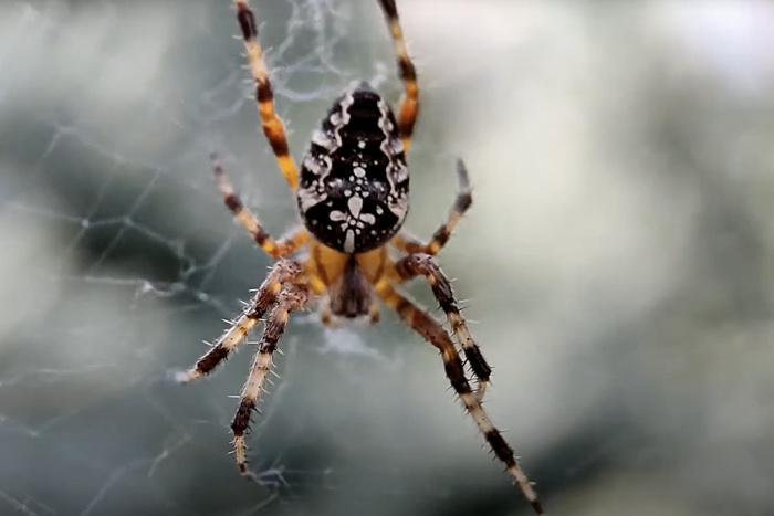 В Екатеринбурге заметили ядовитого паука