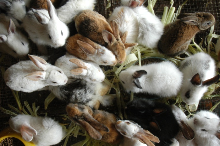 Кролики-нелегалы, полгода прожившие в Кольцово, вернулись к хозяйке