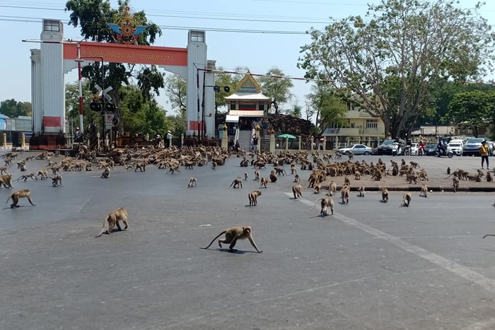 Таиланд атакуют полчища голодных обезьян — пандемия коронавируса оставила их без еды