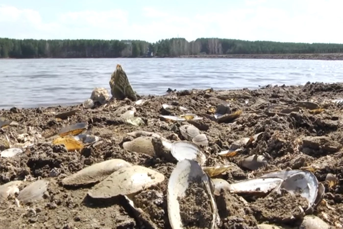 Из пруда в Первоуральске подняли тело утонувшего подростка