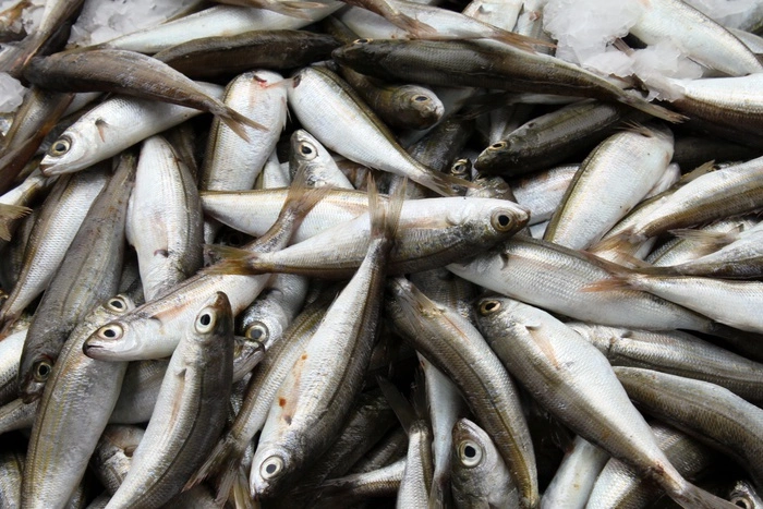 Иваси возвращается на российский рынок