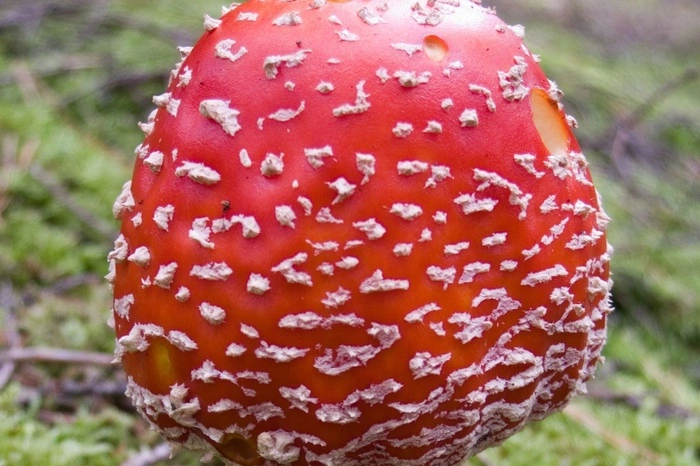 Уралец наелся мухоморов и напал на медиков