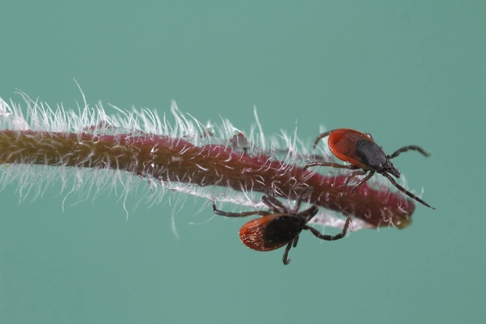 Большая часть Екатеринбурга уже обработана от клещей