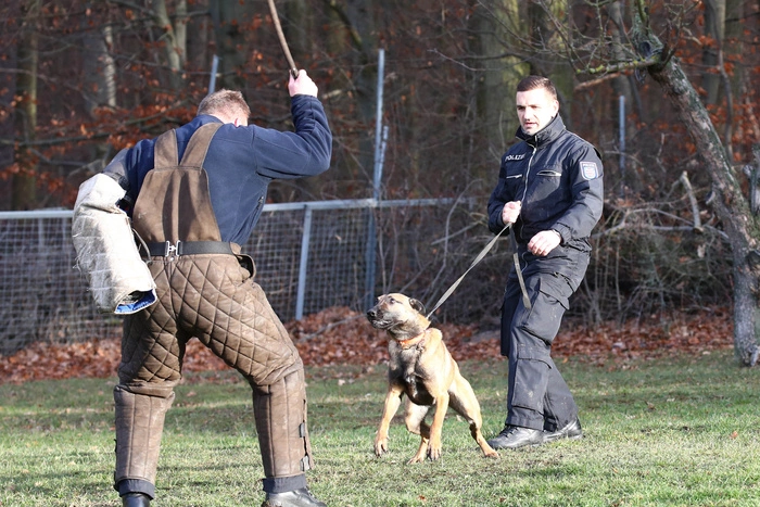 В Ревде возбуждено уголовное дело после нападения бродячей собаки на детей