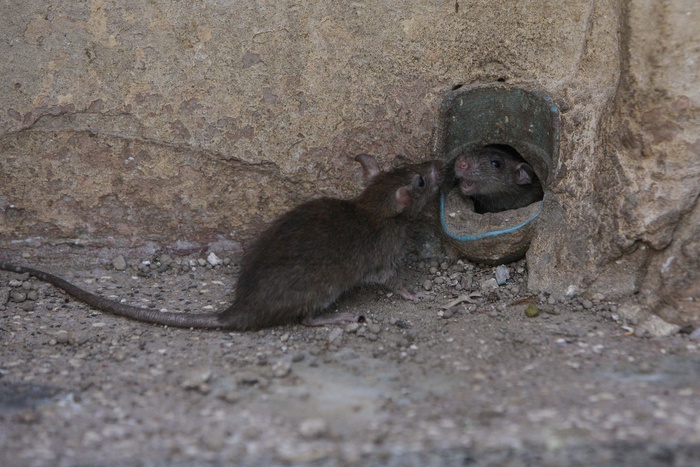 Дело свердловчанки, отравившей детей крысиным ядом, отправлено в суд