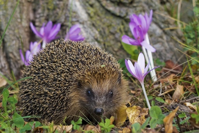 Свердловские ежики окончательно перестали быть краснокнижными