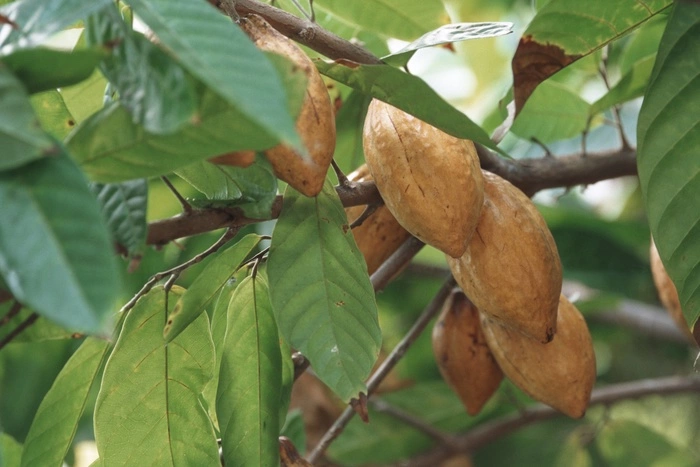 Найден простой способ улучшить работу мозга