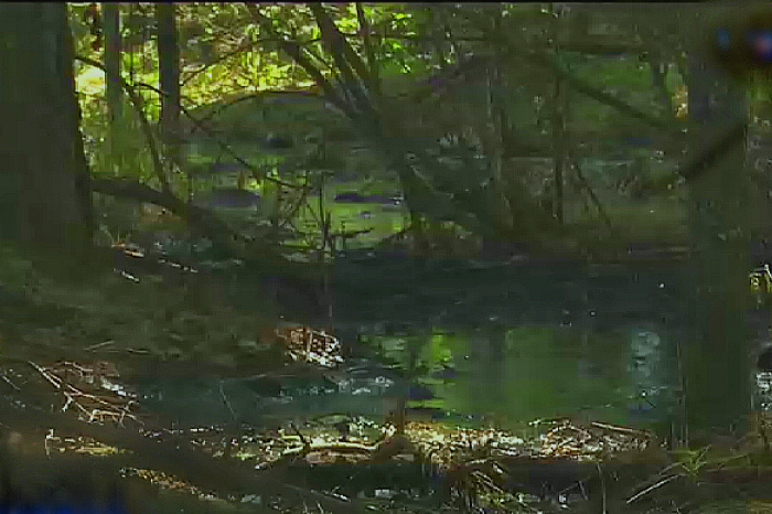 В лесах под Алапаевском местные жители обнаружили разлив нефтепродуктов