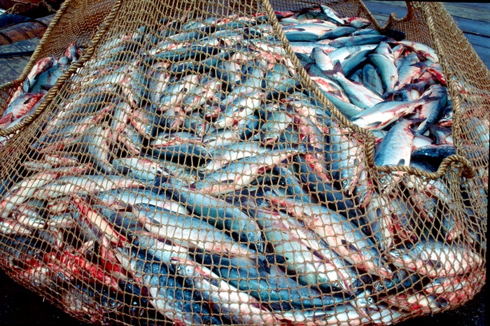 Иностранные компании допустили к торгам на сахалинской рыбной бирже