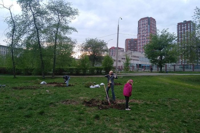 Жители микрорайона Заречный посадили саженцы на месте вырубленных под бассейн УрГУПС деревьев